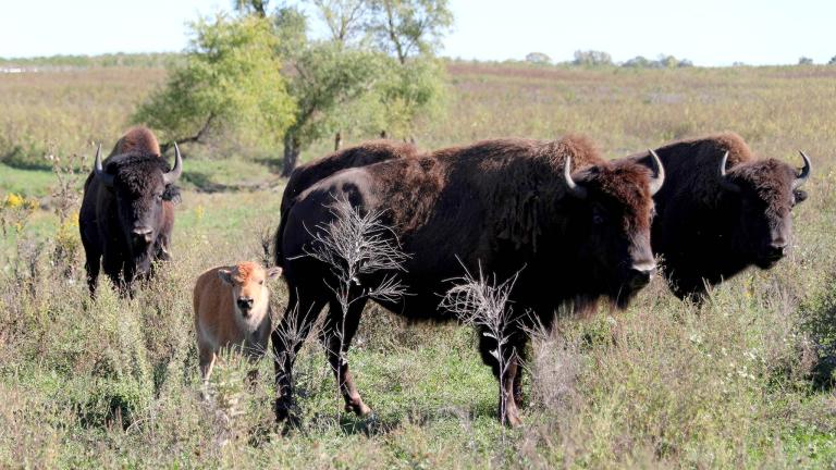 One of the new bison calves recently born at Midewin National Tallgrass Prairie. (Courtesy U.S. Forest Service)