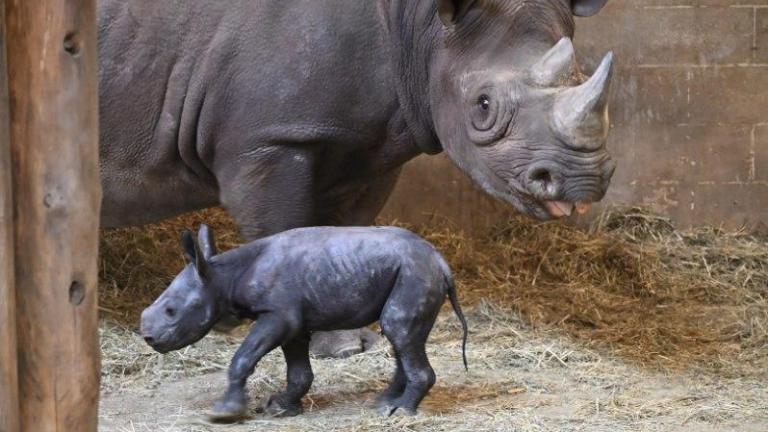 Kapuki and her newborn calf, born March 19, 2026, at Lincoln Park Zoo. Eastern black rhinos are critically endangered in the wild. (Courtesy Lincoln Park Zoo)