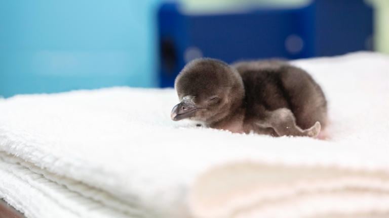 The Shedd Aquarium has shared new photos of its baby penguins, which hatched in May. (Shedd Aquarium / Brenna Hernandez) 