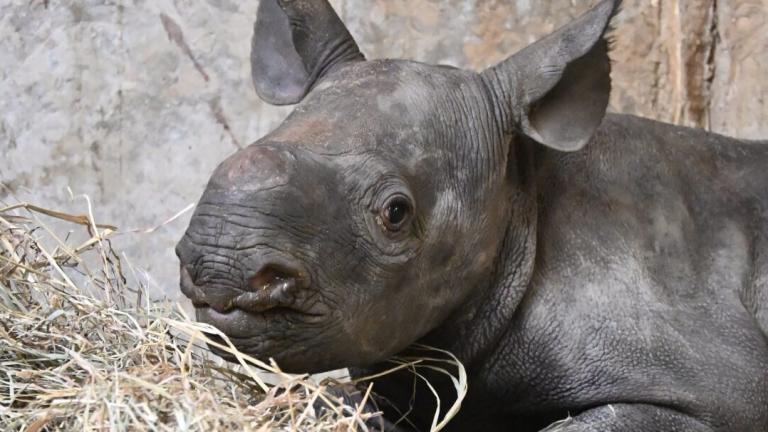 Lincoln Park Zoo's Eastern black rhino calf was born March 19 and has been bonding behind the scenes with her mom. (Courtesy of Lincoln Park Zoo)