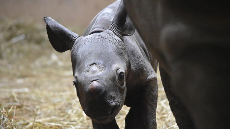 A newborn rhino calf at Lincoln Park Zoo stood on all four legs just 53 minutes after birth. (Courtesy Lincoln Park Zoo) 