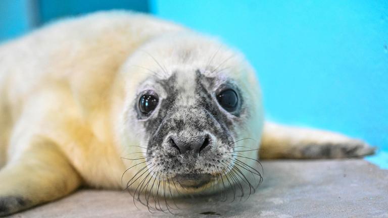 Brookfield Zoo’s grey seal pup is just one week old and already a charmer. (Courtesy Brookfield Zoo)