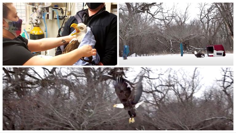A bald eagle sickened by rat poisoning was recently released back into the wild after successful treatment at Willowbrook Wildlife Center. (Courtesy of Willowbrook Wildlife Center, Forest Preserve District of DuPage County)