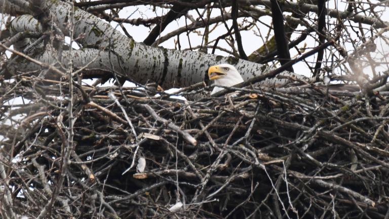 Four active eagle nests being monitored this winter in the Forest Preserve District of Will County. (Forest Preserve District of Will County / Chad Merda)