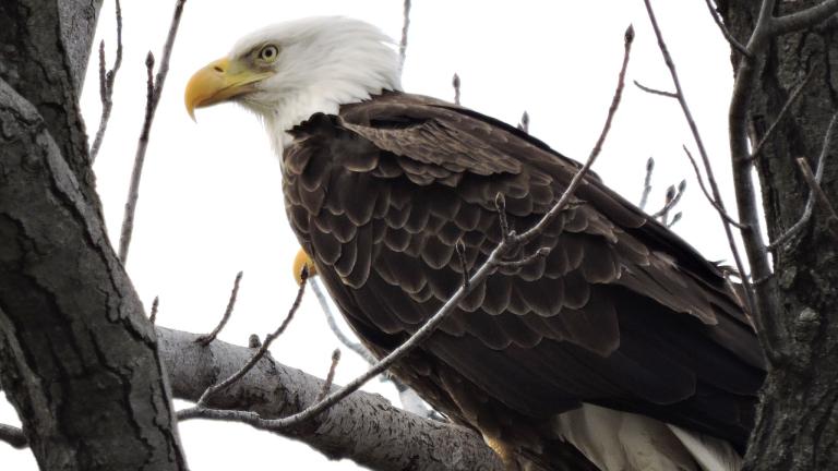 A bald eagle is pictured in a file photo. (U.S. Fish and Wildlife Service)
