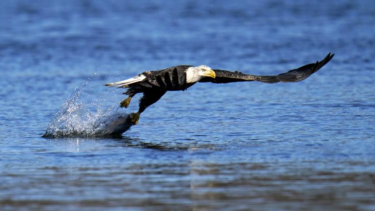 In this Nov. 20, 2020, file photo, a bald eagle grabs a fish from the Susquehanna River near the Conowingo Dam, in Havre De Grace, Md. (AP Photo / Julio Cortez)