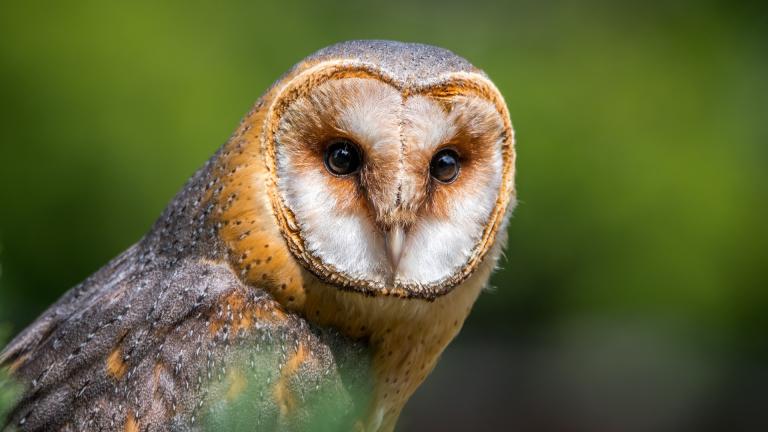 Barn owl. (Lubos Houska / Pixabay)