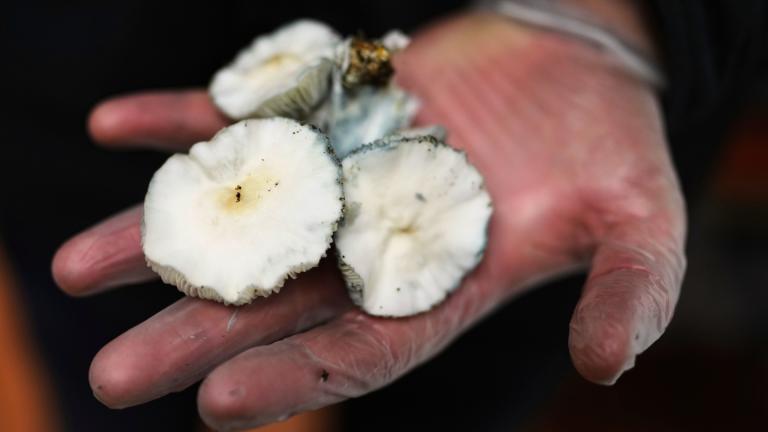 Matt Metzger, a Marine Corps combat veteran, displays Psilocybe cubensis mushrooms Wednesday, March 26, 2025, in Olympia, Wash. (AP Photo / Lindsey Wasson)