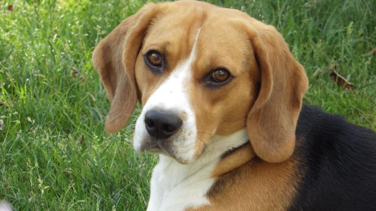 Beagles are the most commonly used dog breed in research because of their docile nature and inherent trust of humans, according to the animal advocacy group the Beagle Freedom Project. 
