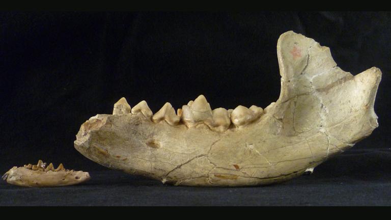 The jawbone of a newly reclassified beardog fossil (Field Museum specimen no. PM423), left, is shown in comparison with the jawbone of a larger beardog (specimen No. P12029) that lived approximately 22 million years later. (© Susumu Tomiya / The Field Museum)