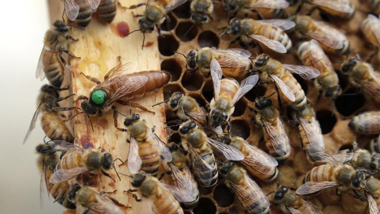 In this Aug. 7, 2019, file photo, the queen bee (marked in green) and worker bees move around a hive at the Veterans Affairs in Manchester, N.H. (AP Photo / Elise Amendola, File)