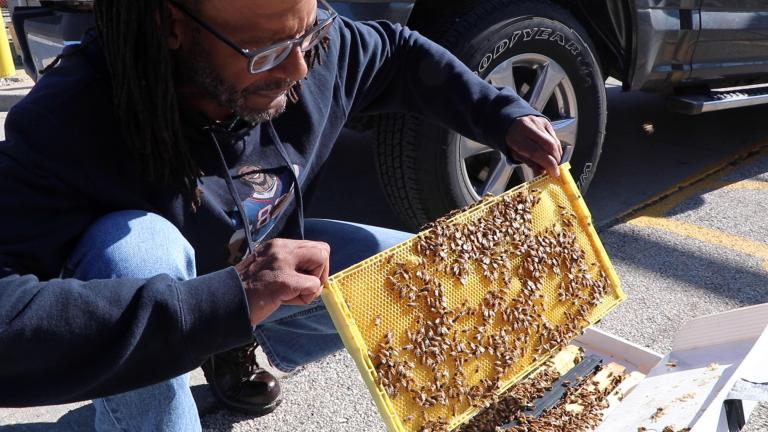 Beekeeper Thad Smith holds a frame of Italian honeybees in Cook County Jail’s parking log. Smith is a former jail detainee who founded the company West Side Bee Boyz after taking part in a job-training program. (Evan Garcia / WTTW)