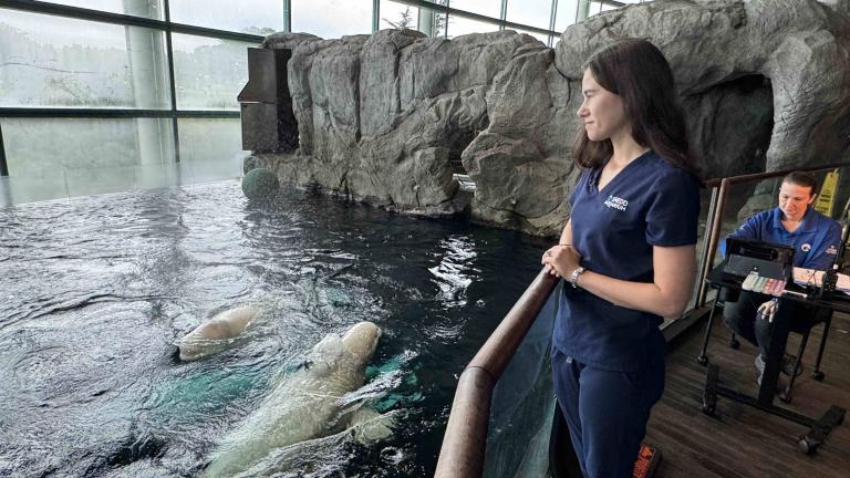 Dr. Karisa Tang, Shedd Aquarium’s lead veterinarian, on Sept. 17, 2026, keeps a watchful eye on a group of belugas rescued from a defunct marine park in Canada. (Patty Wetli / WTTW News)