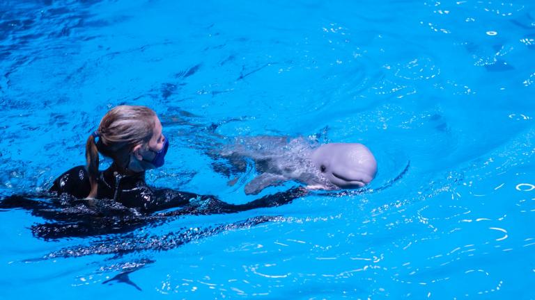 Shedd Aquarium's animal care team is keeping a close on a new baby beluga, born Aug. 21. (Shedd Aquarium / Brenna Hernandez)