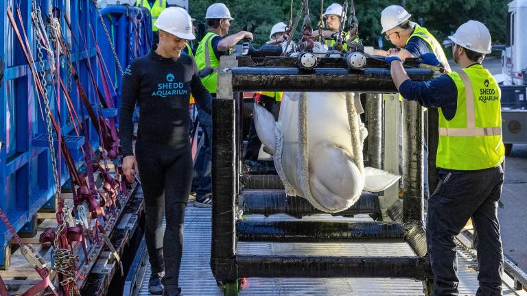 A rescued beluga whale arriving at Shedd Aquarium, July 21, 2026. A second group of rescued beluga whales is expected to arrive at Shedd this week. (Heidi Zeiger / Shedd Aquarium)