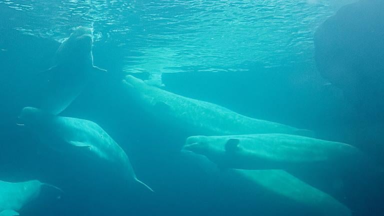 Shedd Aquarium's new beluga whales are adjusting behind the scenes and recently met a couple members of Shedd's existing beluga pod. (Patty Wetli / WTTW News)