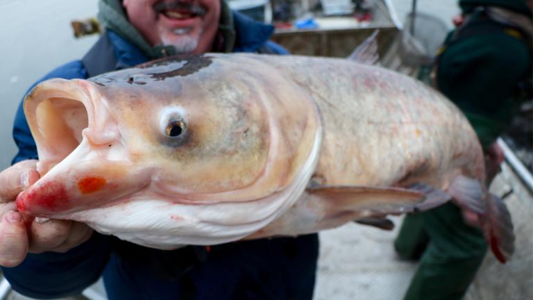 A hefty Bighead carp, one of several types of Asian carp, caught in a net near Morris, Illinois. (Evan Garcia / Chicago Tonight)