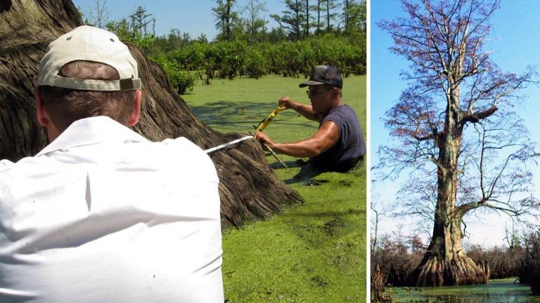 The state champ bald cypress on the Illinois Big Tree Register. (University of Illinois Extension-Forestry / Facebook) The state champ bald cypress on the Illinois Big Tree Register. (University of Illinois Extension-Forestry / Facebook)