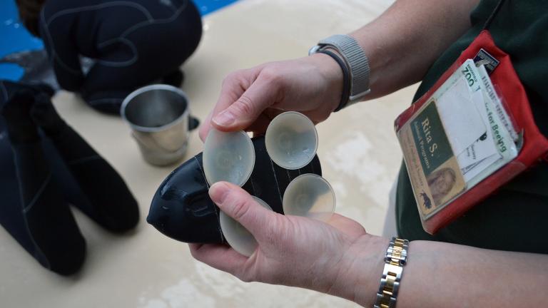 Four specially-designed suction cups are used to attach a bio-logging device to the backs of bottlenose dolphins at Brookfield Zoo. (Alex Ruppenthal / Chicago Tonight)