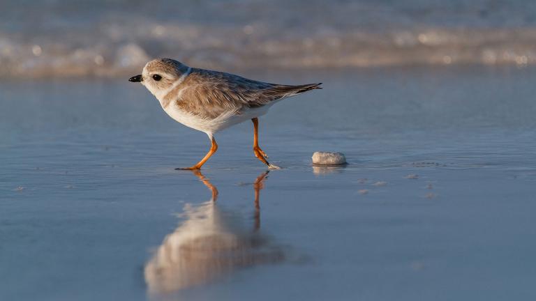 A piping plover (Lorraine Minns / Audubon Photography Awards) 