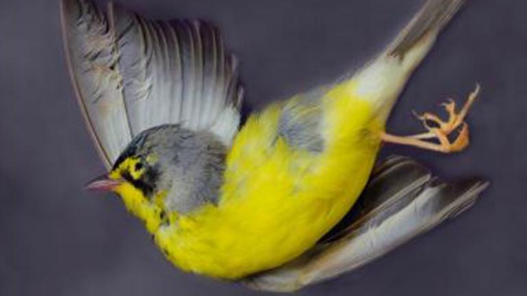 Canada warbler. (Art Fox)