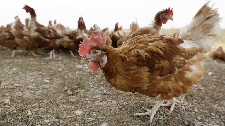 In this Oct. 21, 2015, file photo, cage-free chickens walk in a fenced pasture at an organic farm near Waukon, Iowa. (AP Photo / Charlie Neibergall, File)