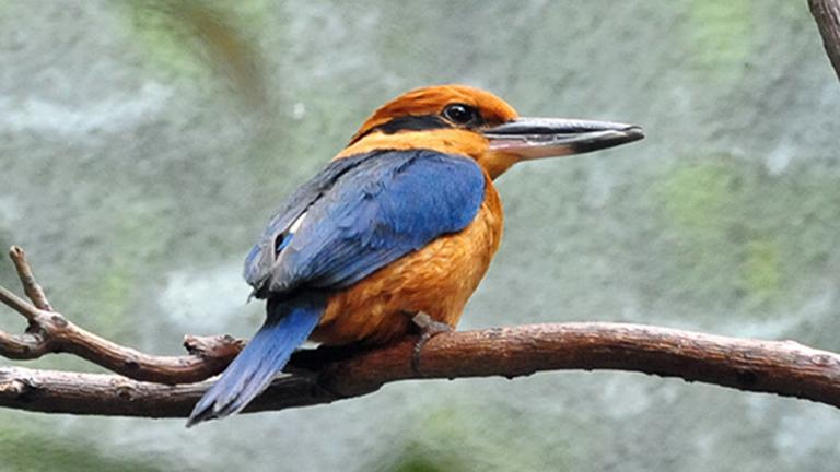 A Guam kingfisher at Lincoln Park Zoo. This type of bird now only exists in captivity. (Heather Paul / Flickr)
