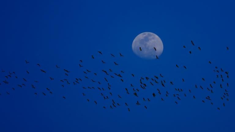 Birds migrate across the night sky. (0802290022 / iStock)