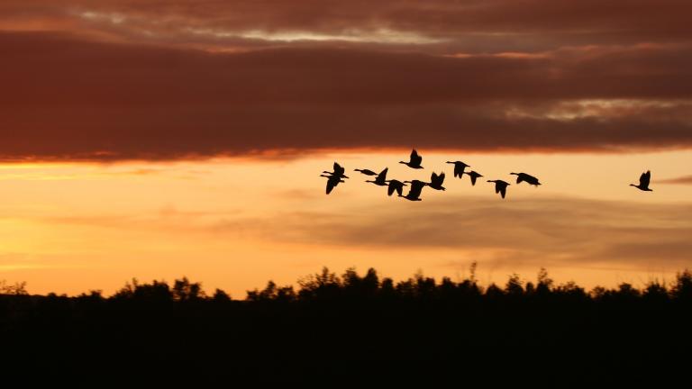 Hundreds of millions of birds are migrating through the U.S. this weekend. (hollandevens / Pixabay)