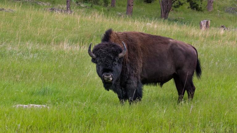 Bison, pictured in this file photo, are hard to miss, but one eluded capture for months in Lake County. (Jonathan Mast / Unsplash)