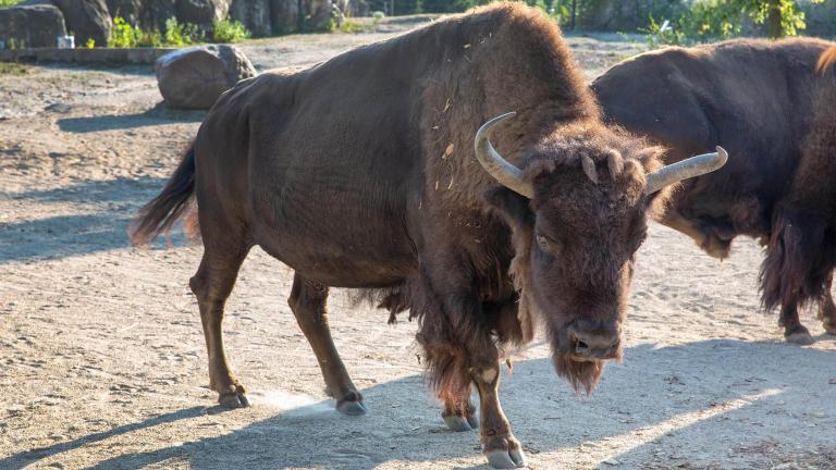 Judy arrived at Brookfield Zoo in 2001. She had recently started losing weight and her caregivers couldn’t manage her discomfort from arthritis. (Brookfield Zoo Chicago / Lisa Miller)