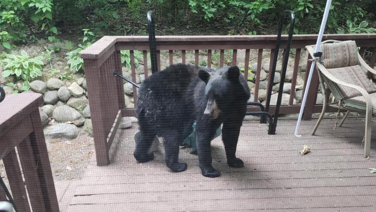 A black bear seen in unincorporated Antioch, June 2023. (Lake County IL Sheriff's Office / Facebook)