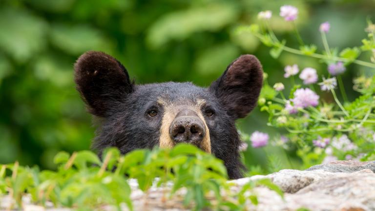 A black bear, photographed at Shenandoah National Park in Virginia. (Shenandoah National Park / National Park Service)