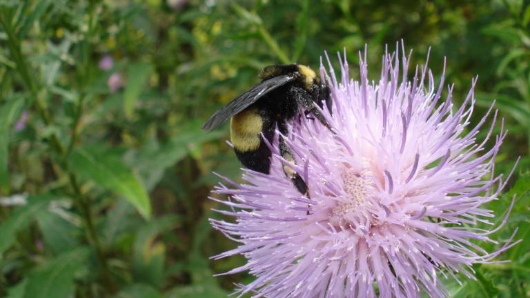 A queen black-and-gold bumble bee collects pollen from a thistle. (Anson Main / USGS Missouri Cooperative Fish and Wildlife Research Unit)