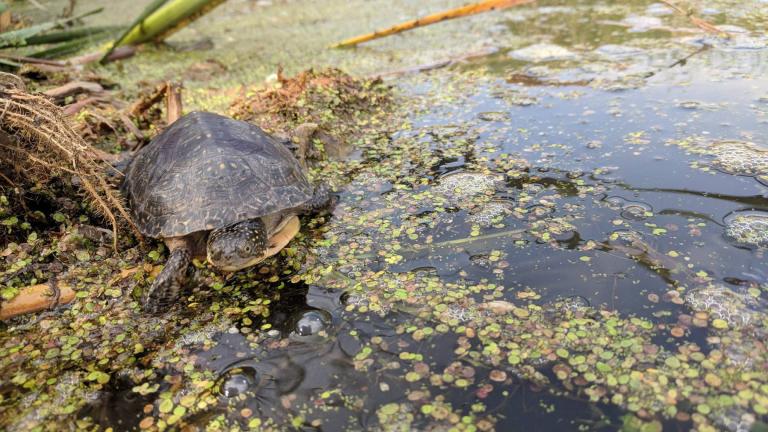 One of 52 Blanding’s turtles released Wednesday at a DuPage County Forest Preserve site. (Ashley Hosmer / Peggy Notebaert Nature Museum) 