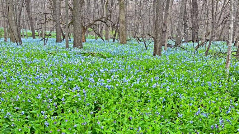 A blanket of bluebells at O’Hara Woods in Will County. (Courtesy Forest Preserve District of Wall County)