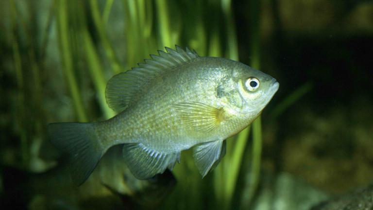 Bluegills may be small, but don’t count them out as long-distance swimmers. (Courtesy of Shedd Aquarium)