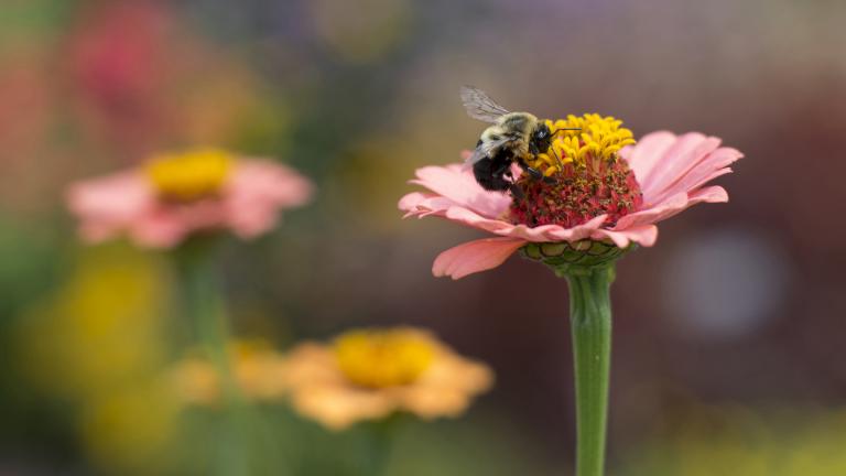 A bumblebee lands on a flower. (Courtesy Chicago Botanic Garden) 