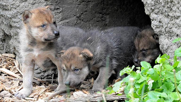 Mexican gray wolf pups, an endangered species, at Brookfield Zoo. (Brookfield Zoo)