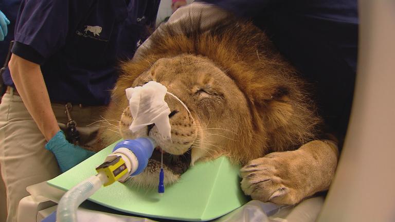 The animal welfare team at Brookfield Zoo tends to Zenda, a 10-year-old male lion who appeared to have a toothache. (Chicago Tonight)