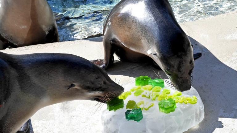 Lucy (left) and Charger, two California sea lions, received shamrock-shaped treats on St. Patrick’s Day at Brookfield Zoo. (Jim Schulz / Chicago Zoological Society)