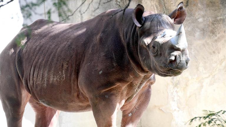 Layla, an eastern black rhinoceros at Brookfield Zoo (Courtesy Chicago Zoological Society)