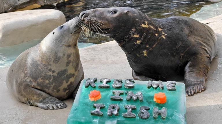 (Jim Schulz / Chicago Zoological Society)