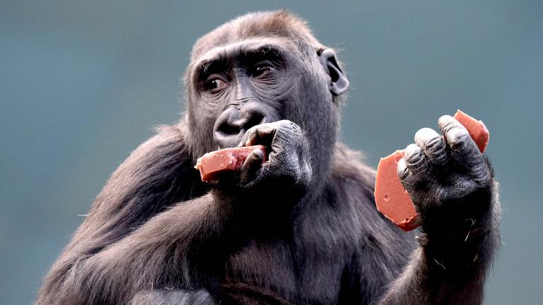 Nora, a 4-year-old western lowland gorilla, eats a heart-shaped treat at Brookfield Zoo. (Jim Schulz / Chicago Zoological Society)