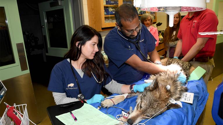 Brookfield Zoo veterinary staff monitor Zana, a 5-year-old Mexican wolf, during an artifical insemination procedure Feb. 4. (Courtesy Chicago Zoological Society)