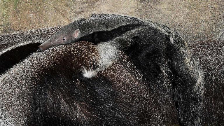 A male giant anteater pup was born at Brookfield Zoo on Dec. 15, 2018. (Jim Schulz / Chicago Zoological Society)