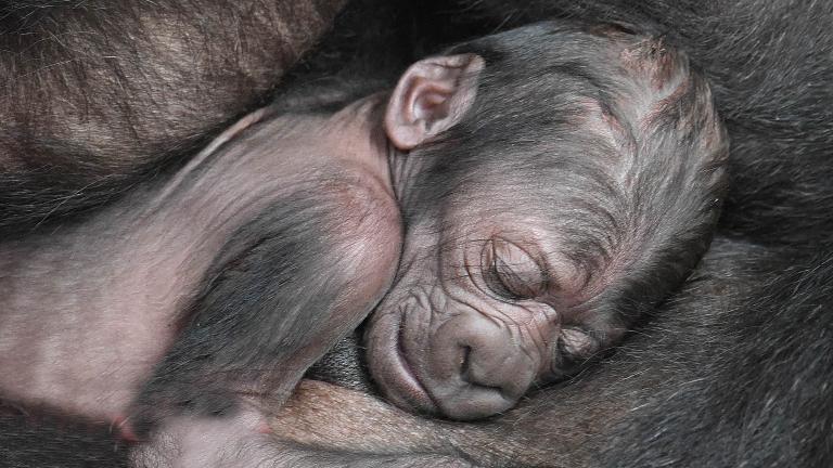 (Courtesy Chicago Zoological Society)