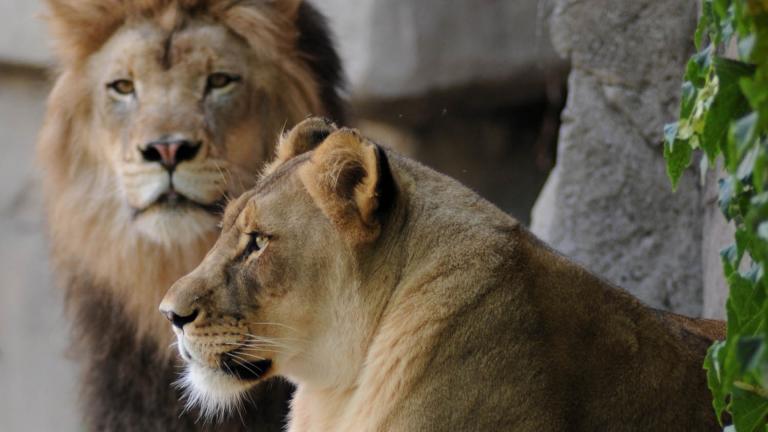 Brookfield Zoo lions Zenda, left, and Isis. (Jim Schulz / Chicago Zoological Society)