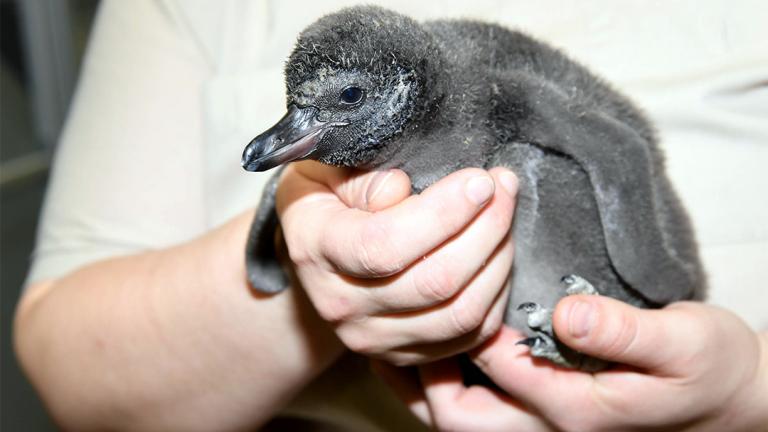 (Jim Schulz / Chicago Zoological Society) 