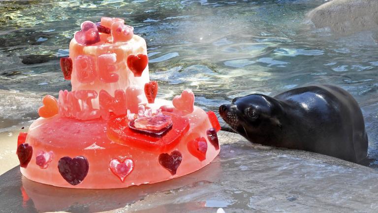 Charger the sea lion cozies up to a Valentine’s Day cake. (Jim Schulz / Chicago Zoological Society)